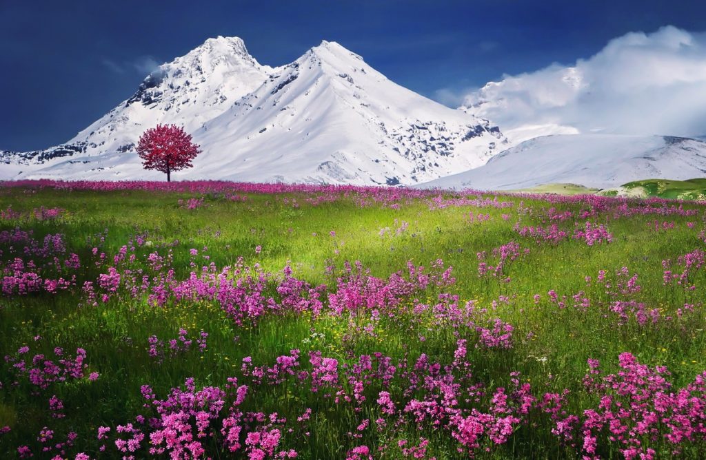 montagne fleurs